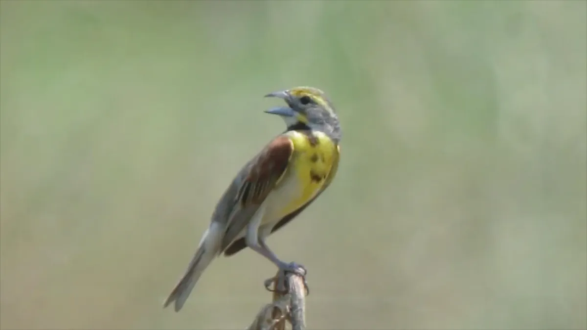 File:Spiza americana, Columbia Bottom CA, Missouri 3.jpg