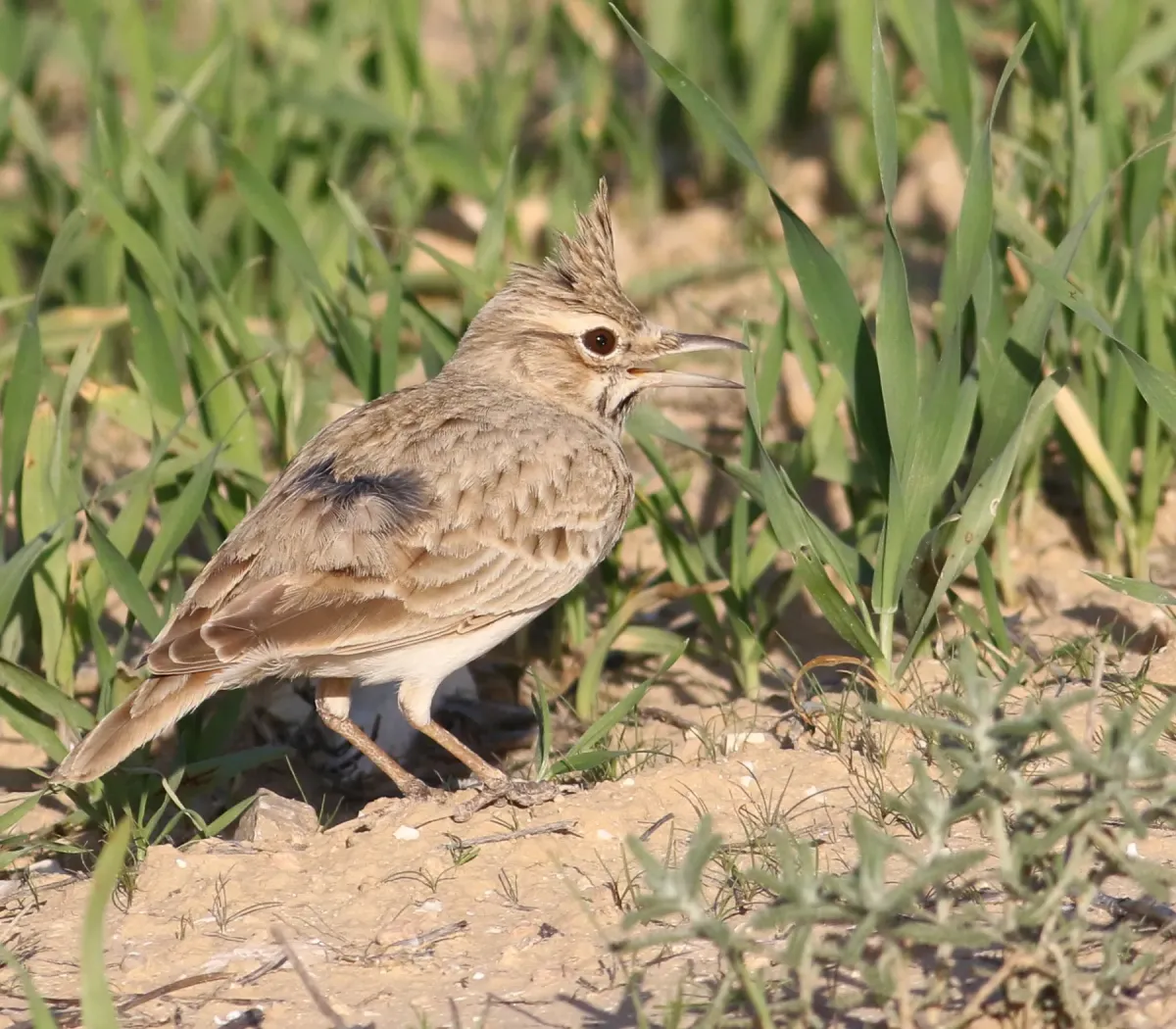 File:Galerida cristata 21, Israel.jpg