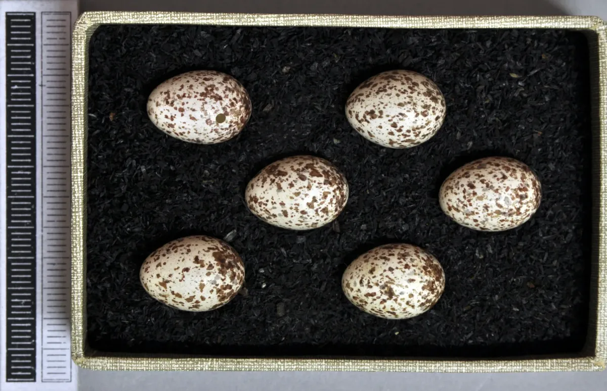 File:Phylloscopus sibilatrix MWNH 1671.JPG