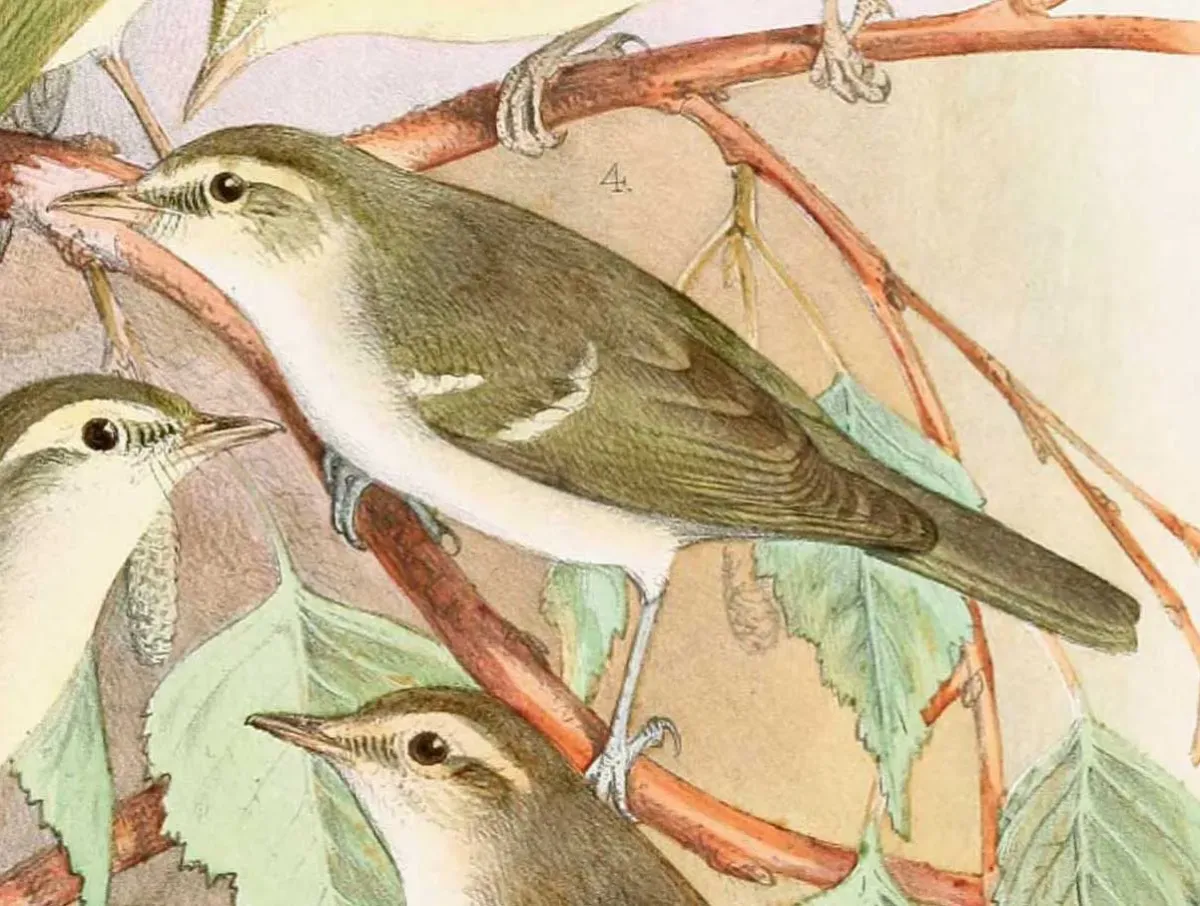 File:Phylloscopus plumbeitarsus 1889.jpg