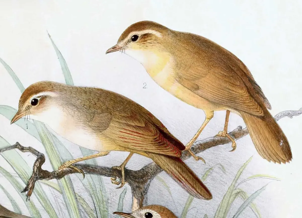 File:Phylloscopus schwarzi 1889.jpg