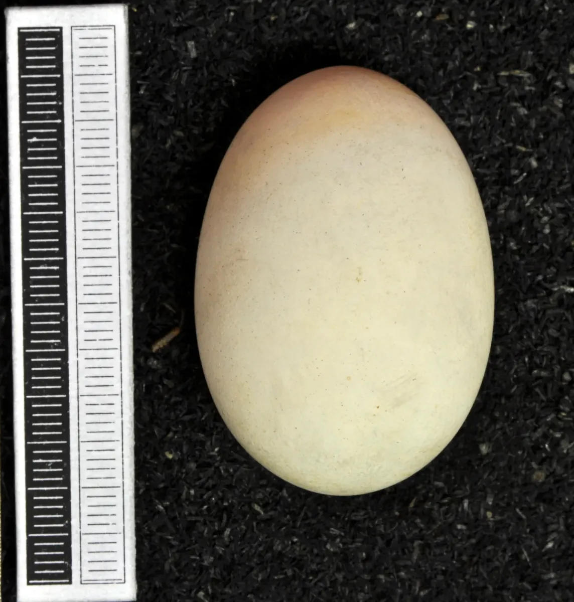 File:Pachyptila desolata MWNH 0543.JPG