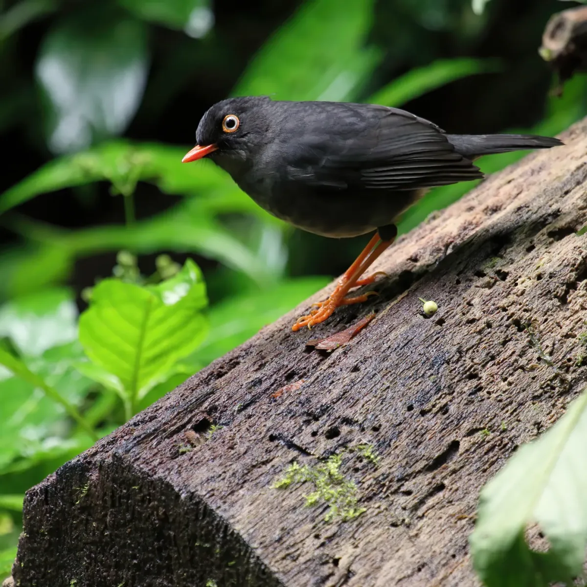 File:Catharus fuscater Santa Elena 2.JPG