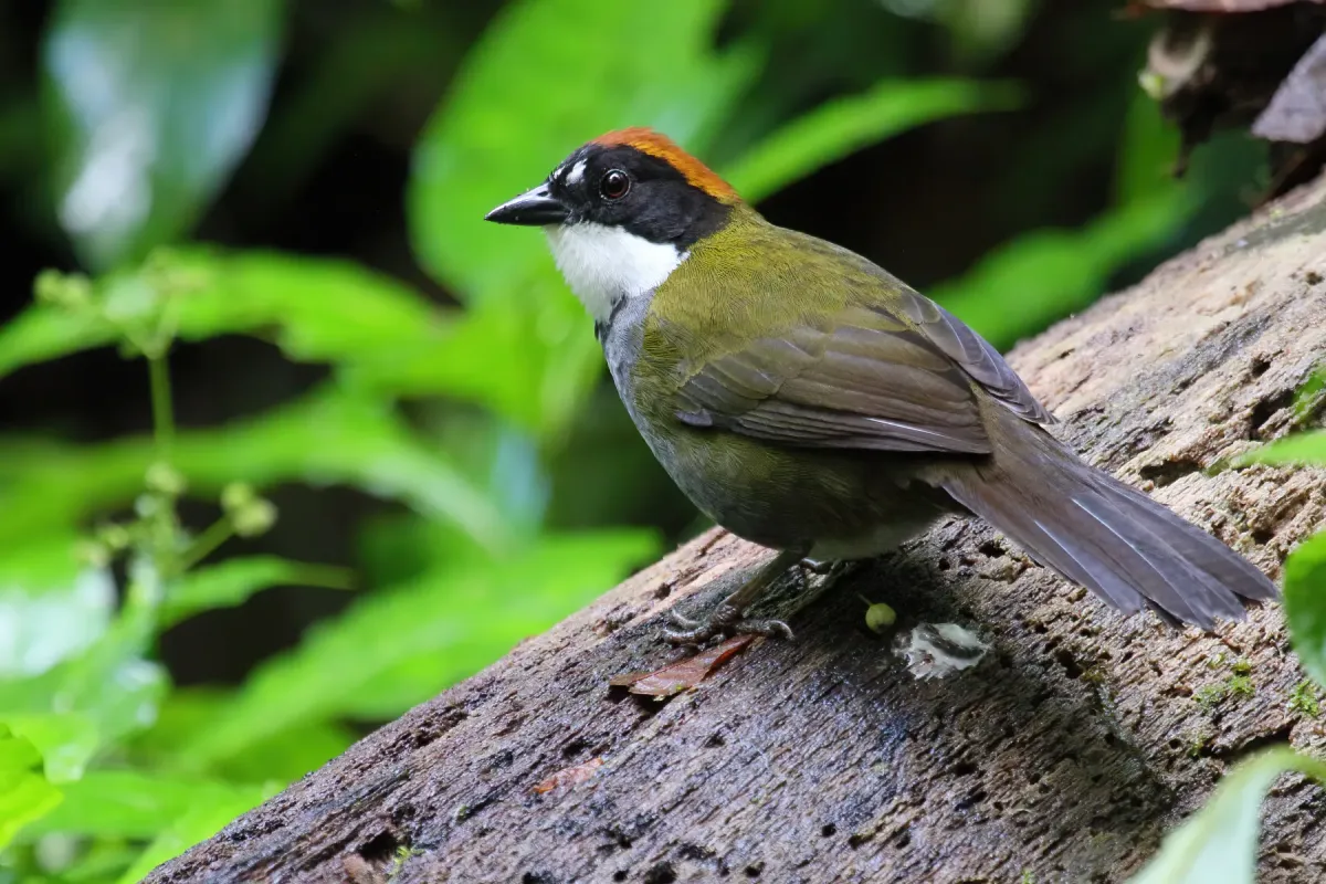 File:Arremon brunneinucha Santa Elena.JPG