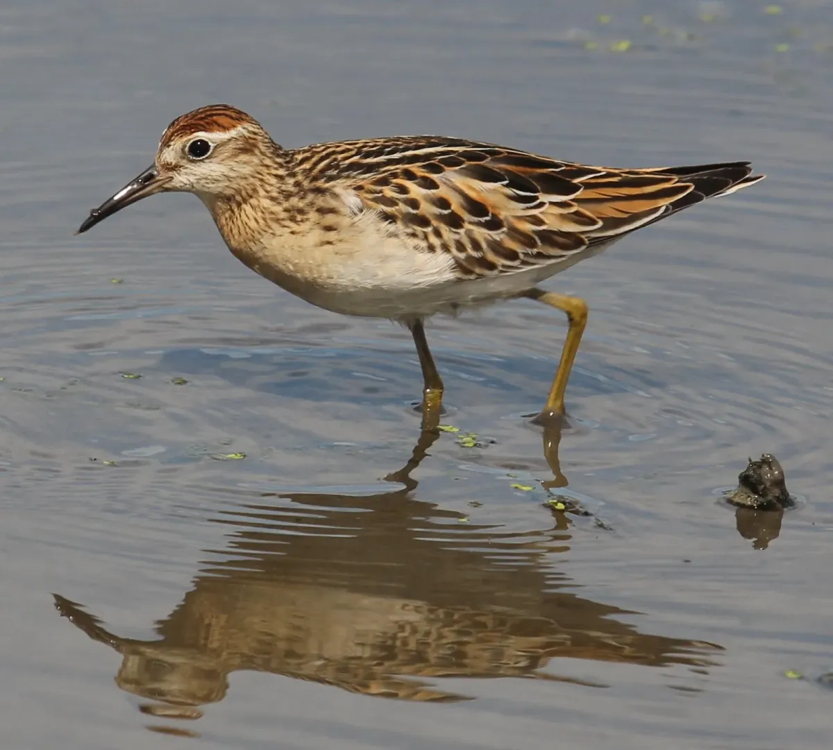 File:Calidris acuminata (s2).JPG
