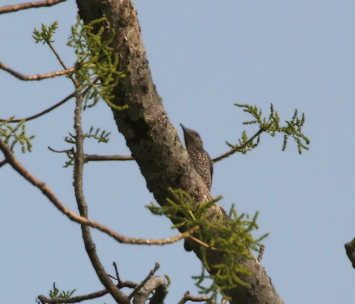 File:Chestnut-bellied Rock Thrush (Monticola rufiventris) (Female) W Picture 073.jpg
