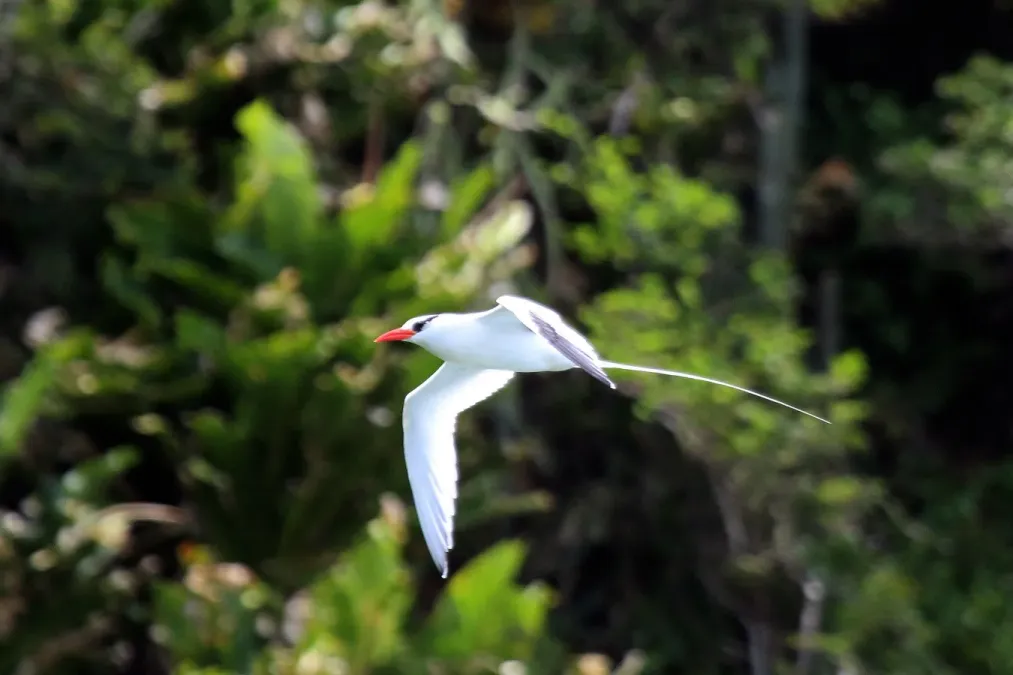 File:Red-billed tropicbird (Phaethon aethereus mesonauta) in flight.jpg