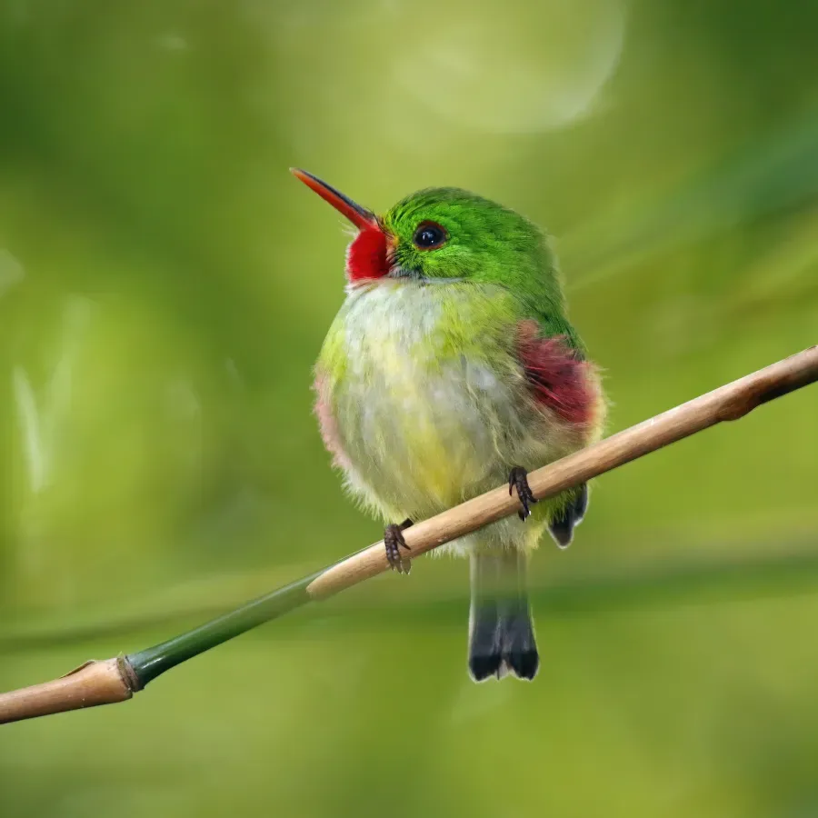 File:Jamaican tody (Todus todus).jpg