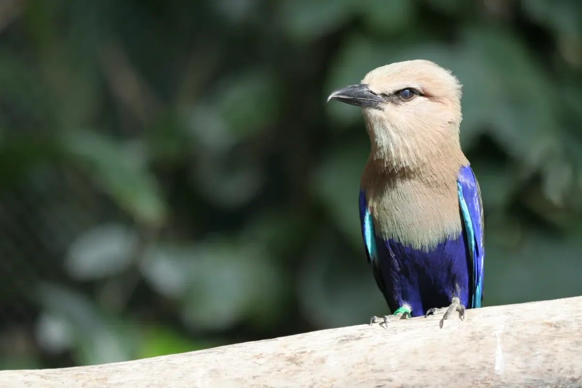 File:Blue-bellied Roller (Coracias cyanogaster) -on branch.jpg