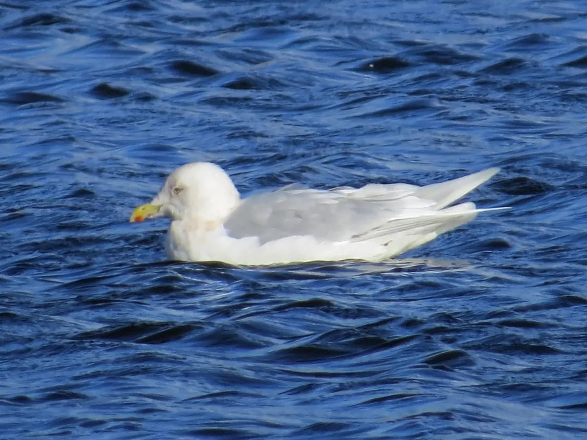 File:Adult Larus glaucoides, Swallow Pond 1.jpg