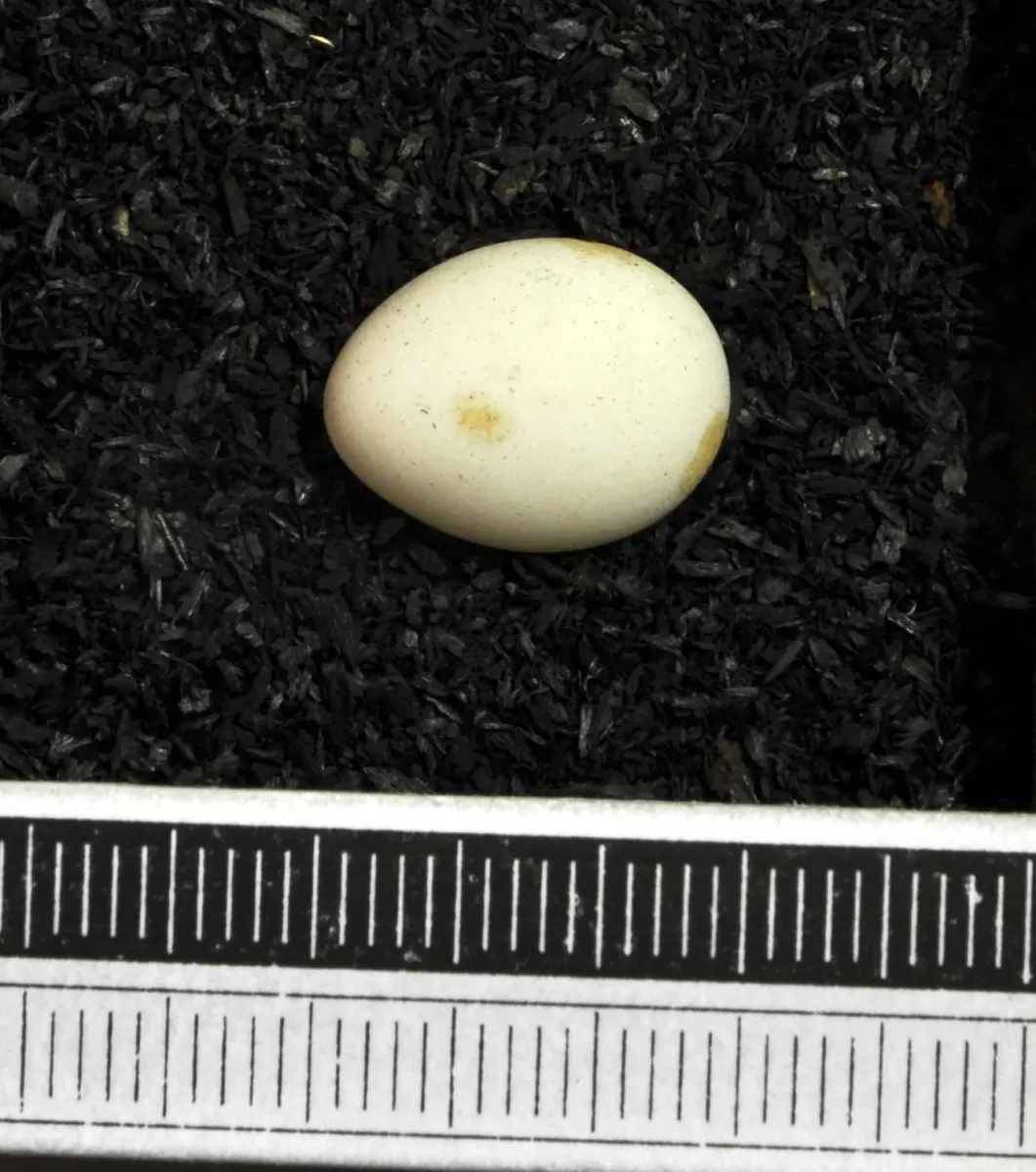 File:Amandava subflava MWNH 1493.JPG