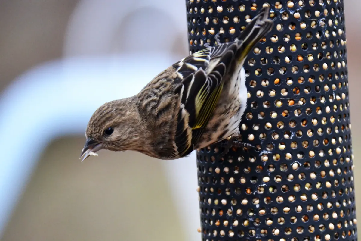 File:Pine Siskin (Spinus pinus) (15867280516).jpg