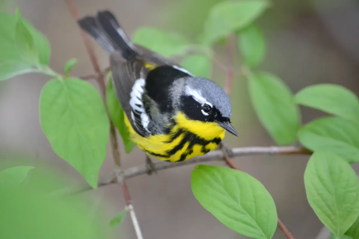 File:Magnolia Warbler (Setophaga magnolia) (14023131977).jpg