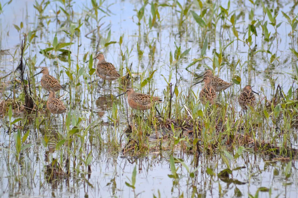 File:Long-billed Dowitchers (Limnodromus scolopaceus) (14201976745).jpg