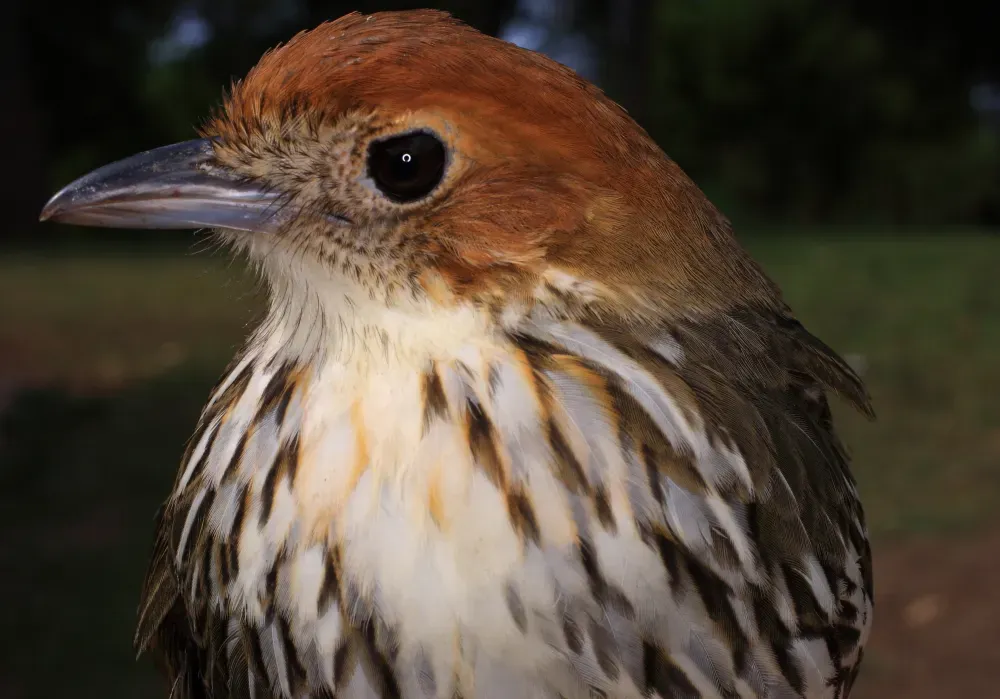 File:Grallaria ruficapilla perijana (15014406824).jpg