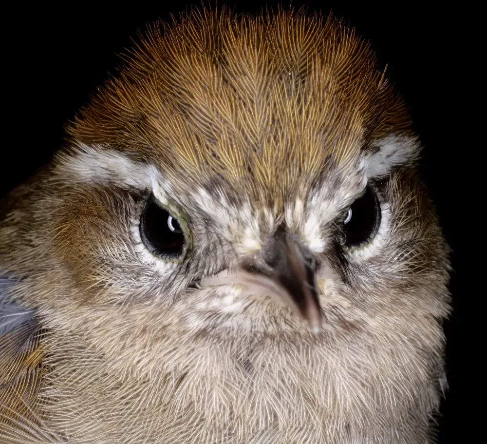 File:Hellmayrea gularis brunneidorsalis (15448522289).jpg