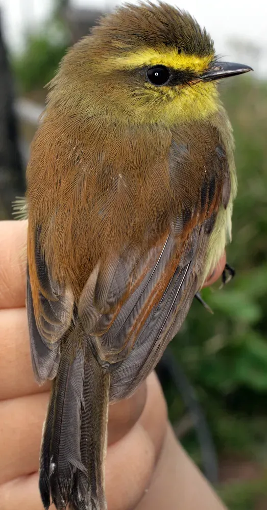 File:Silvicultrix diadema rubellula (15014408244).jpg