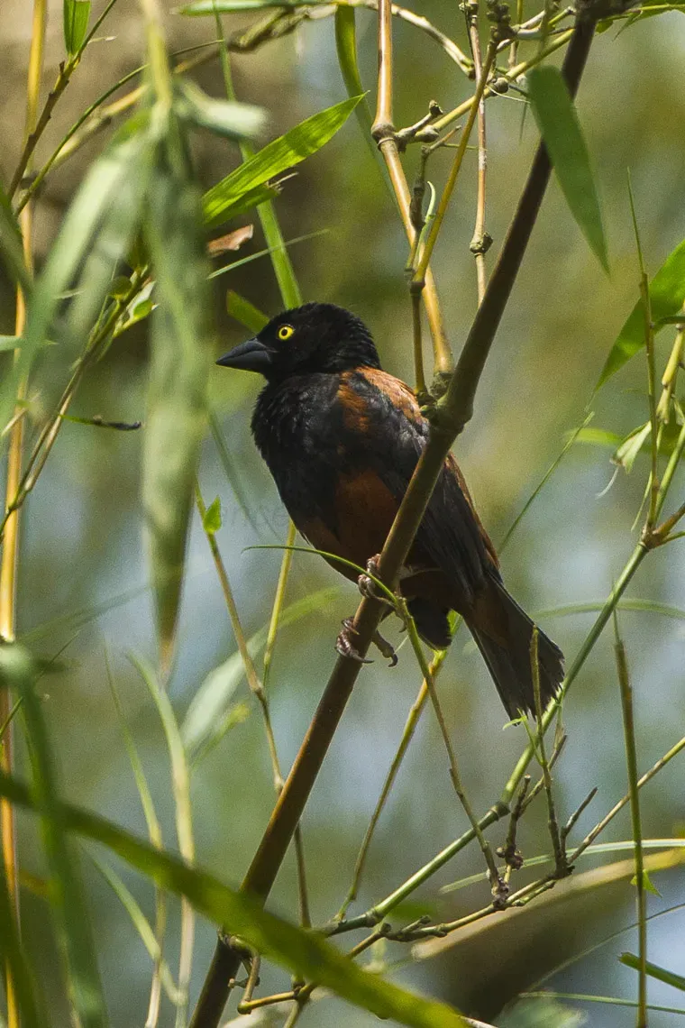 File:Chestnut-and-black Weaver (Ploceus castaneofuscus) - Kakum, Ghana 14 S4E1561.jpg