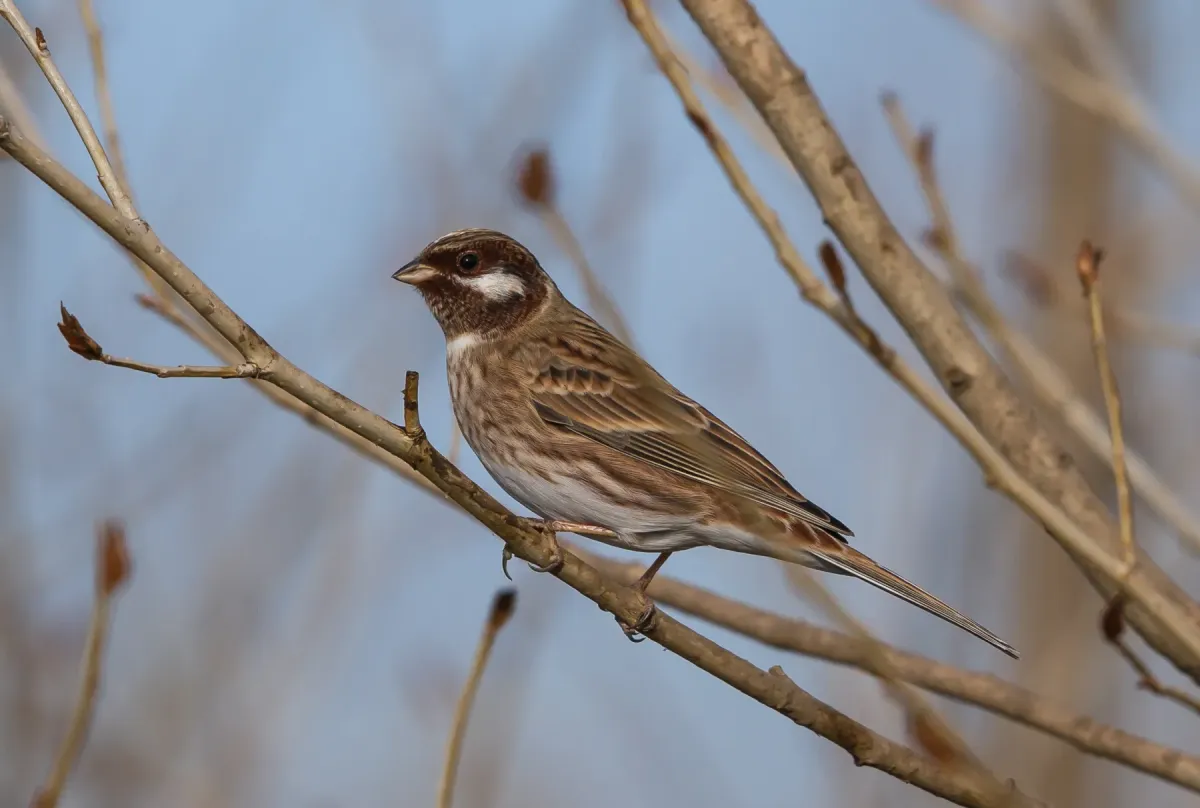 File:Pine Bunting (Emberiza leucocephalos) - Цагааншанаат хөмрөг (15617685422).jpg