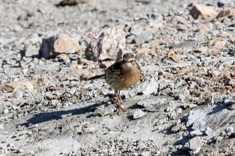 File:Rosy Pipit (Anthus roseatus).jpg