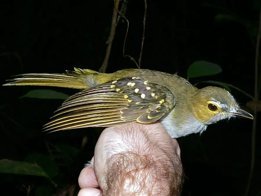 File:Western Nicator (Nicator chloris) (7692172508).jpg