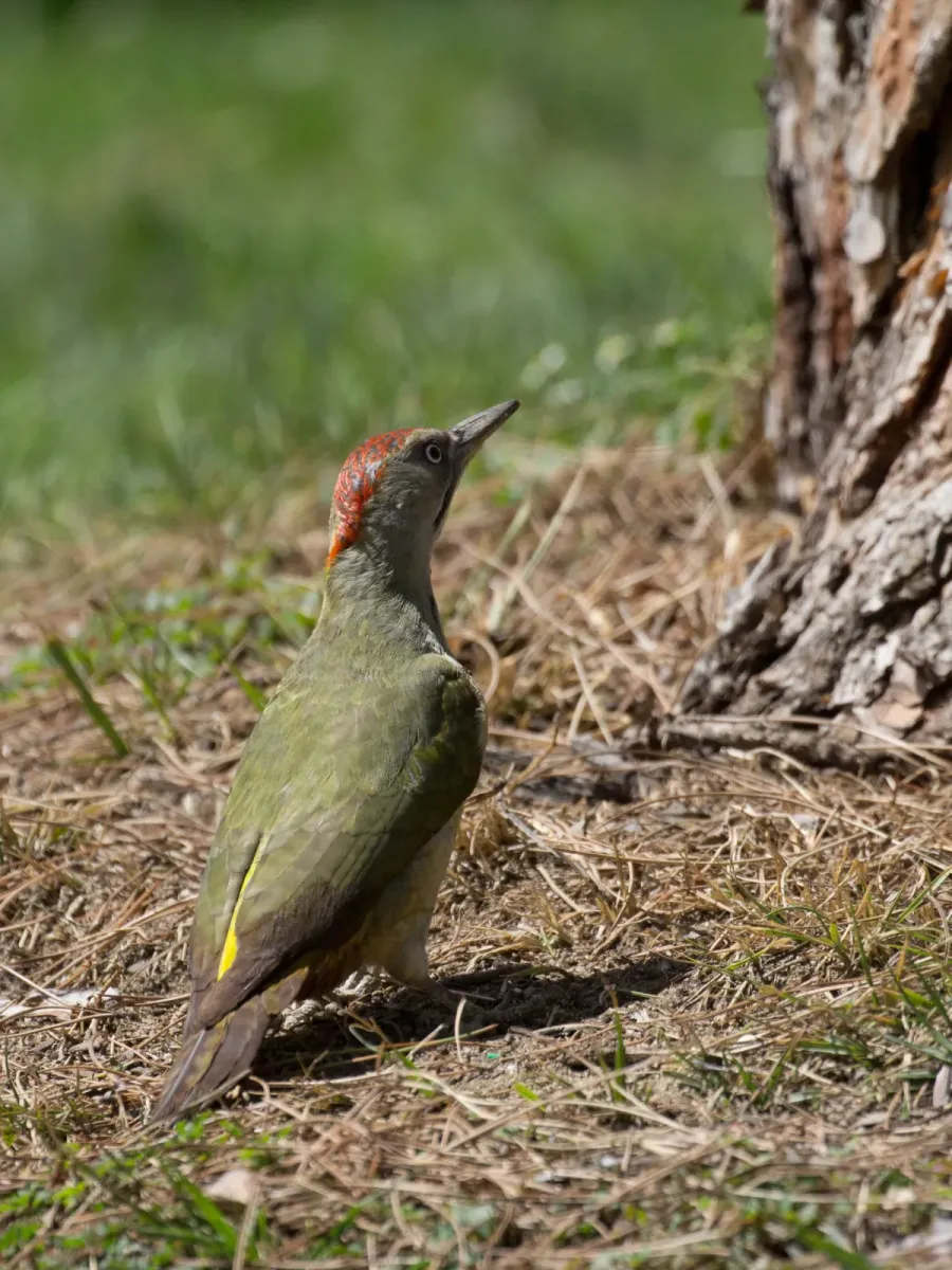 File:Picus sharpei, Parque de El Retiro, Madrid - 01.jpg