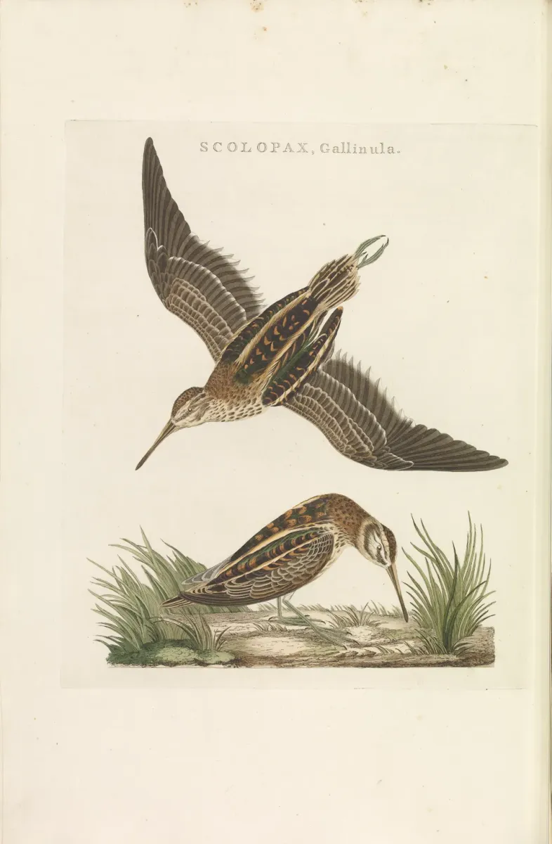 File:Nederlandsche vogelen (KB) - Lymnocryptes minimus (237pl).jpg