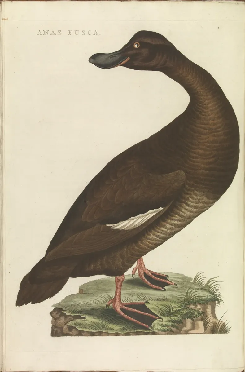 File:Nederlandsche vogelen (KB) - Melanitta fusca (330b).jpg