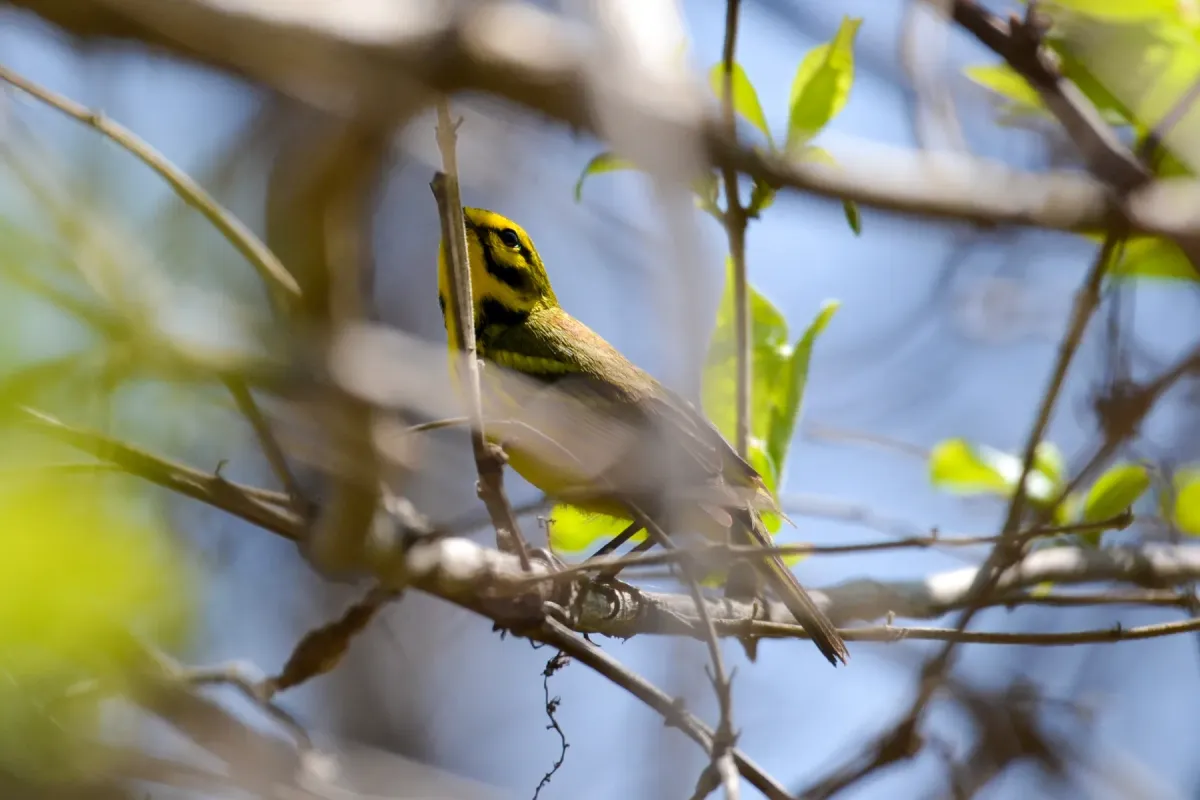 File:Prairie Warbler (Setophaga discolor) (16514583724).jpg