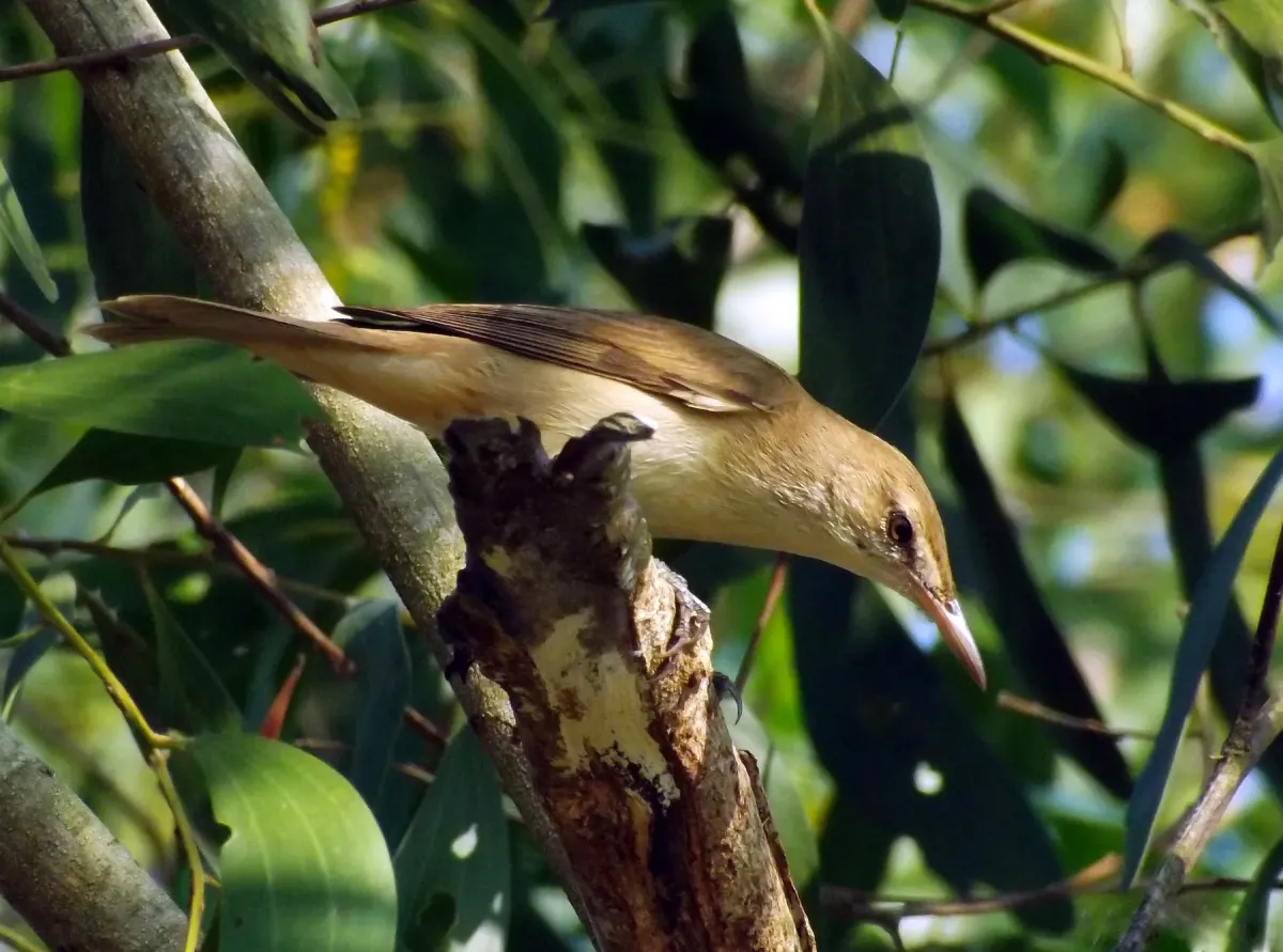 File:Clamorous reed warbler (Acrocephalus stentoreus).JPG