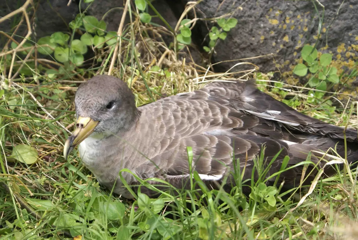 File:Cagarro - Calonectris borealis, Terceira, Açores.jpg