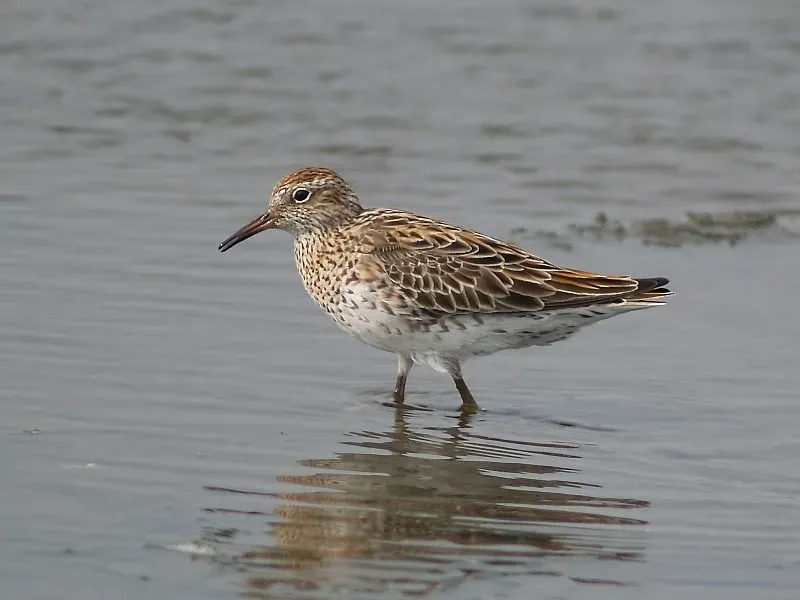 File:Calidris acuminata P4278959.jpg