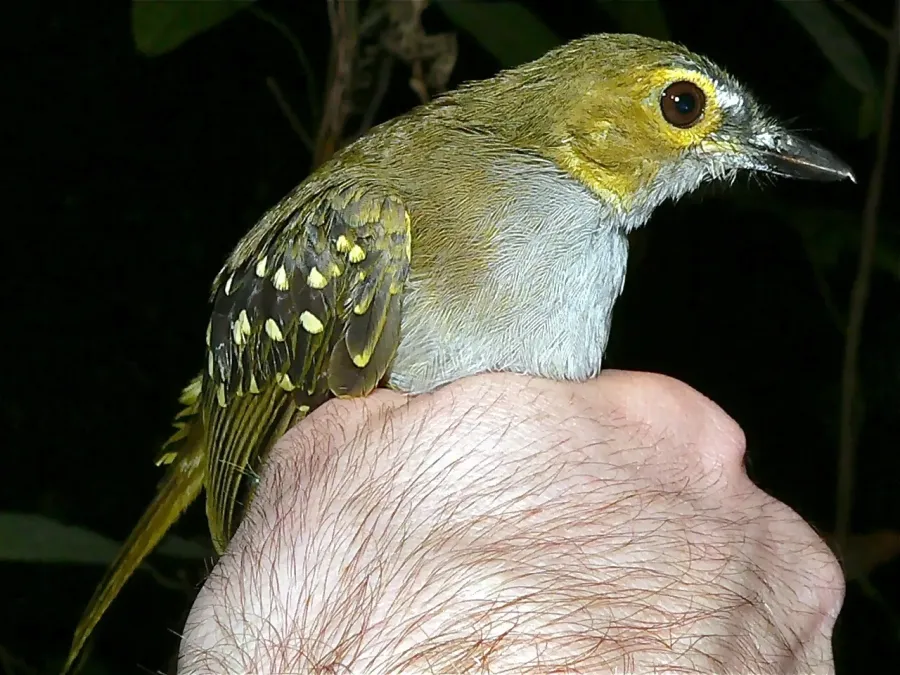 File:Western Nicator (Nicator chloris) (7692158664).jpg