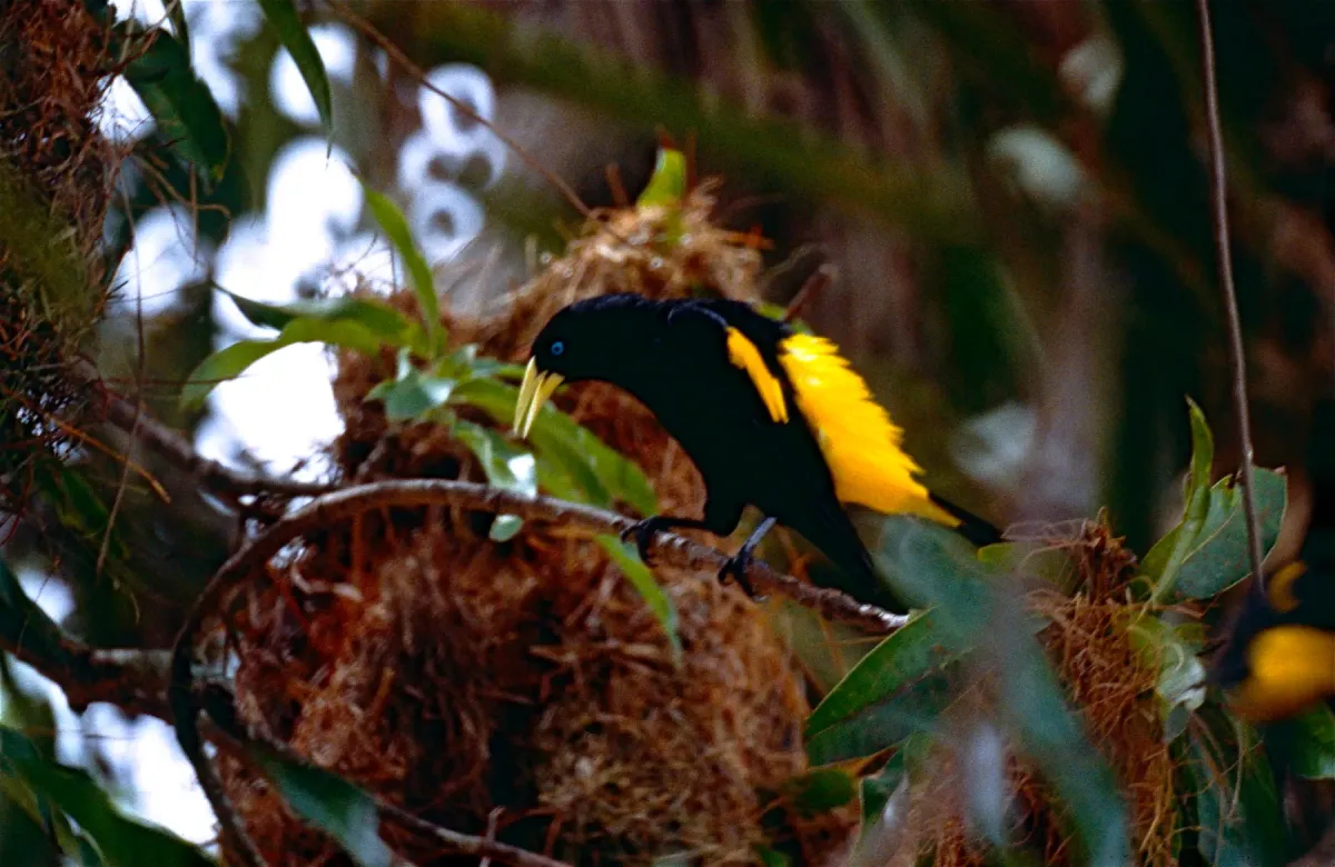 File:Yellow-rumped Cacique (Cacicus cela) (10624248923).jpg