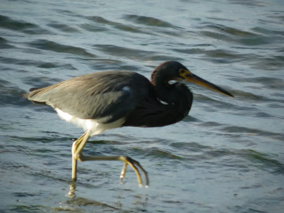 File:Tricolored Heron Egretta tricolor (5770229895).jpg
