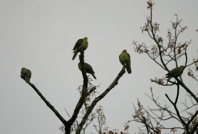 File:Treron sphenurus (Jayanti, Duars, West Bengal, India).jpg