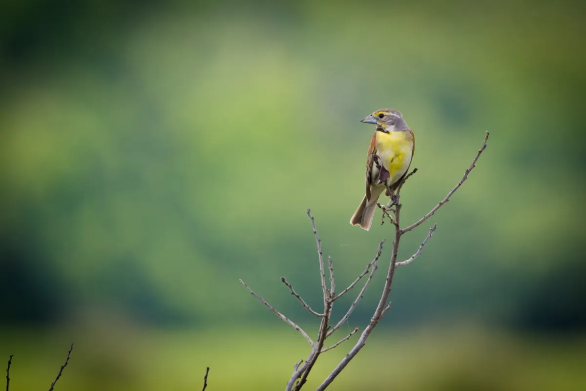 File:Dickcissel (Spiza americana) (19708539908).jpg
