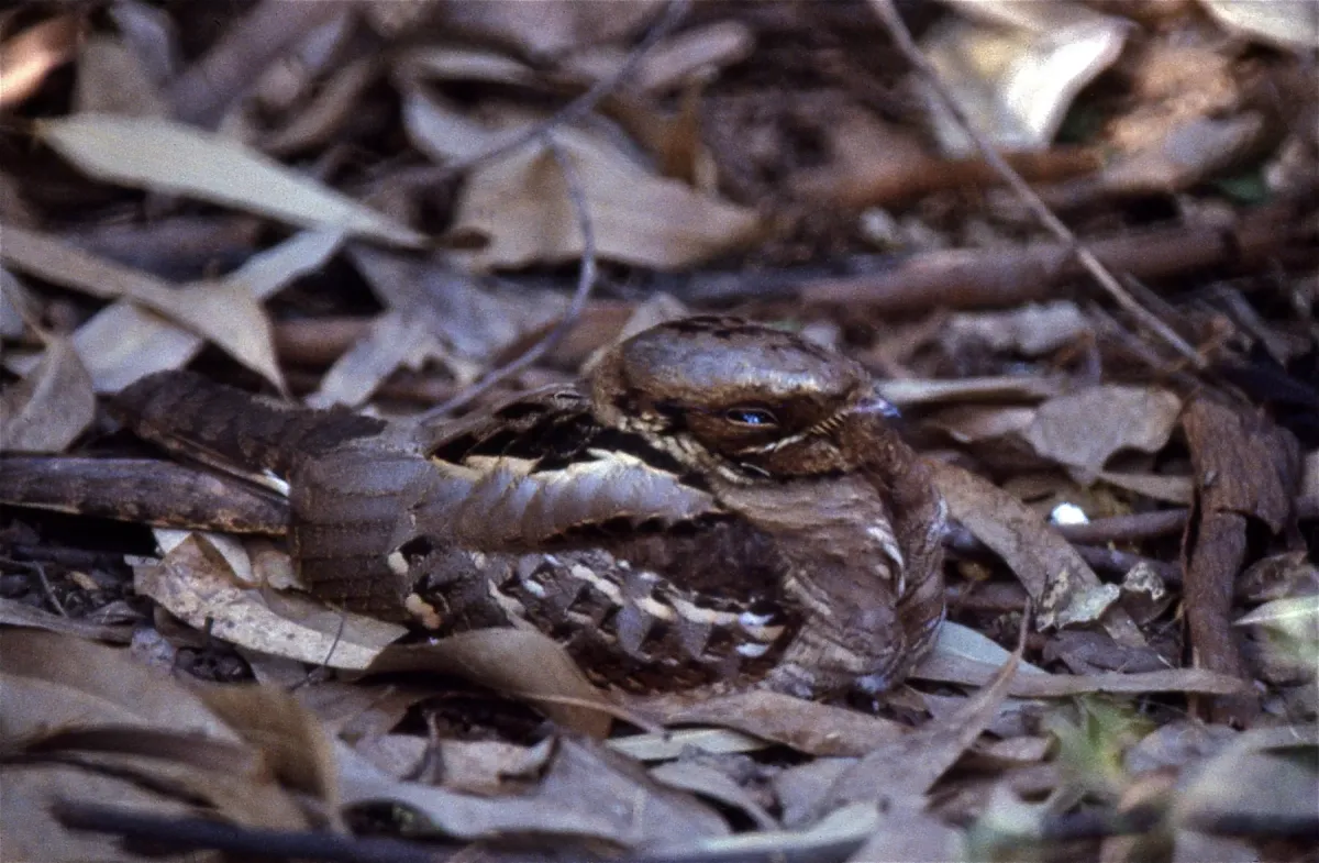 File:Large-tailed Nightjar (Caprimulgus macrurus) (19869622143).jpg