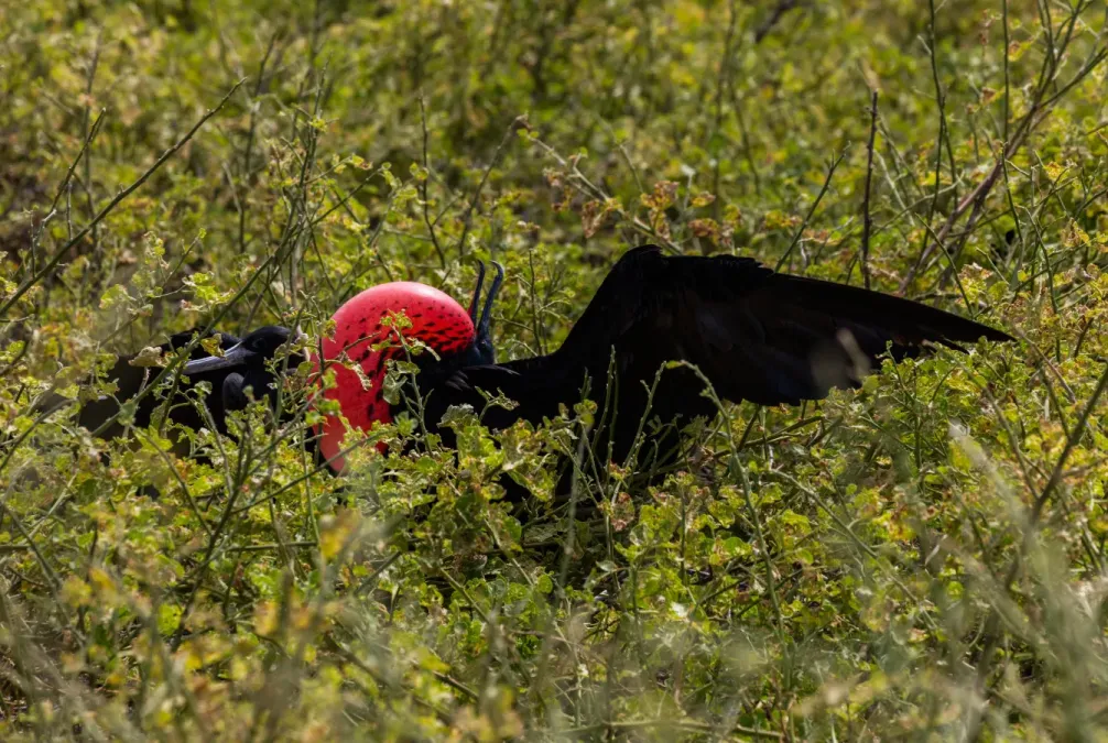 File:Fragata común (Fregata minor), isla Lobos, islas Galápagos, Ecuador, 2015-07-25, DD 57.JPG