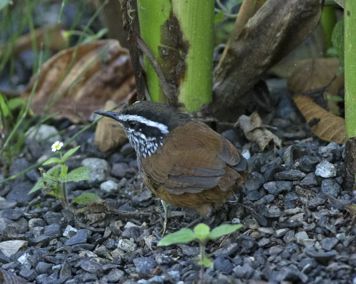 File:Grey-breasted Wood-wren (Henicorhina leucophrys) (20700860392).jpg