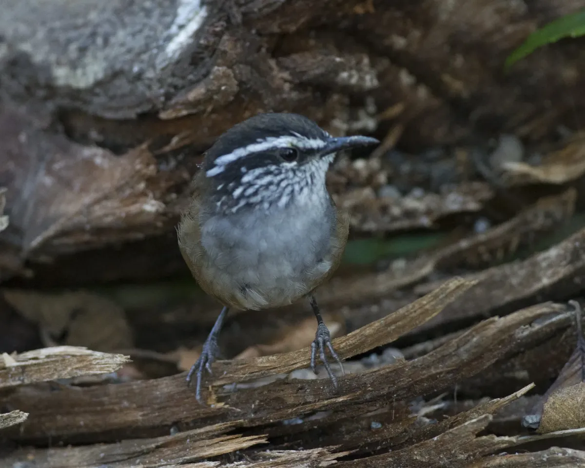 File:Grey-breasted Wood-wren (Henicorhina leucophrys) (20089196513).jpg