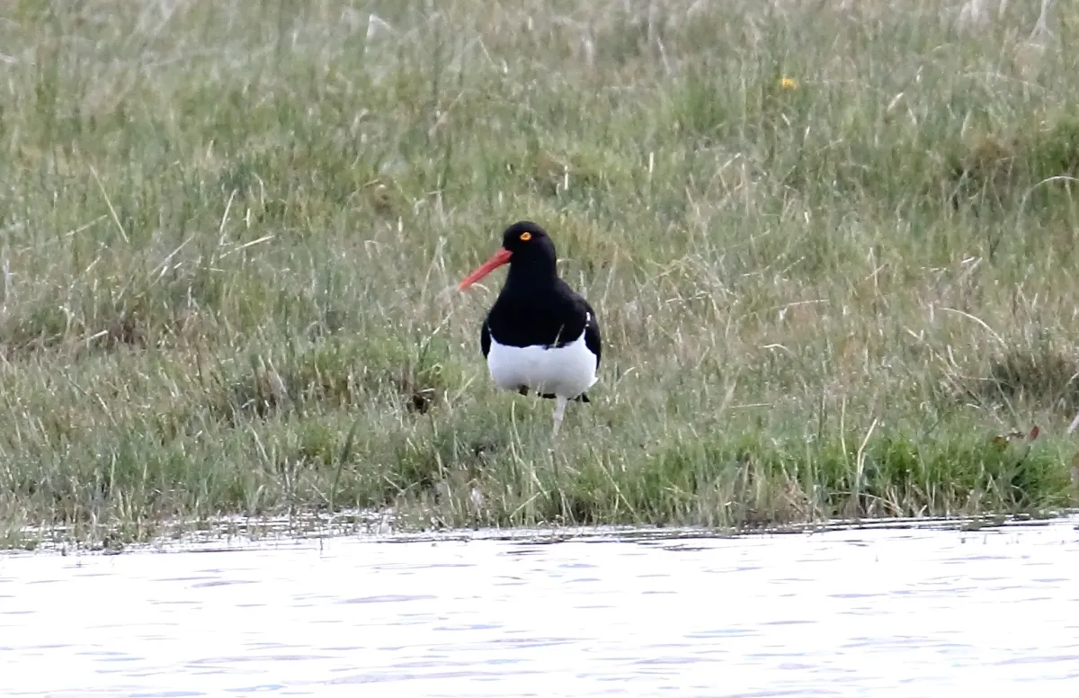 File:Magellanic Oystercatcher (Haematopus leucopodus) (15771645658).jpg