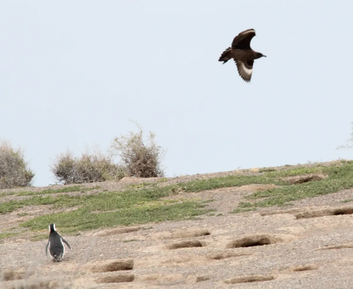 File:Brown Skua (Stercorarius antarcticus antarctisus) (15933333206).jpg