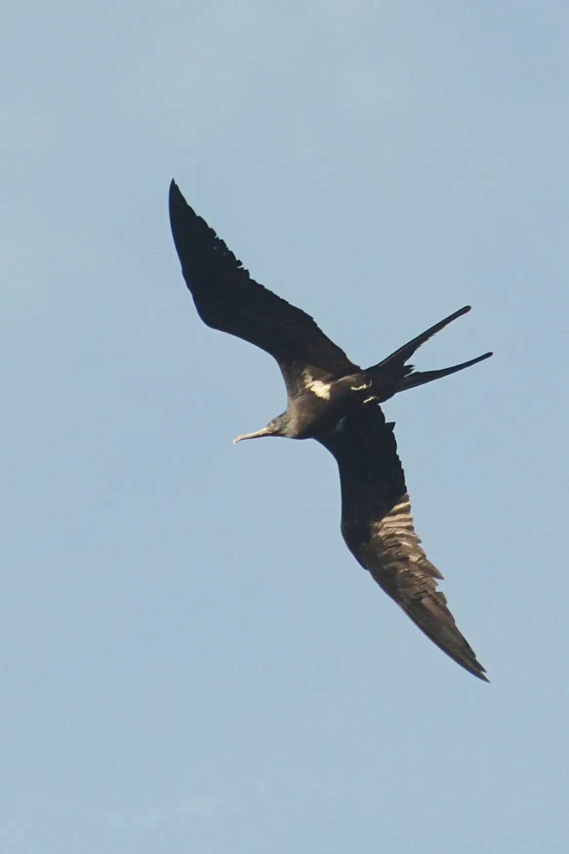 File:Fregata ariel - batuputih atas (2).JPG