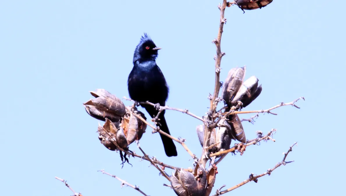 File:Phainopepla (Phainopepla nitens) (16688731390).jpg