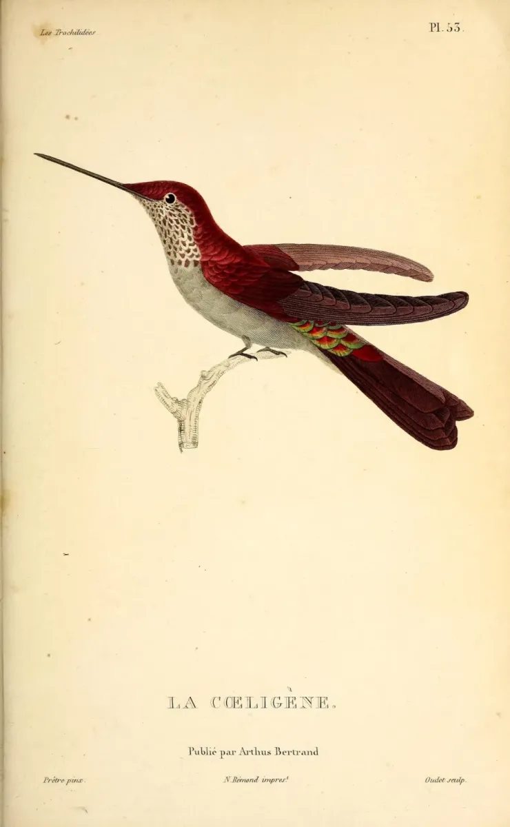 File:Bronzy inca (Coeligena coeligena) - BioDivLibrary.jpg