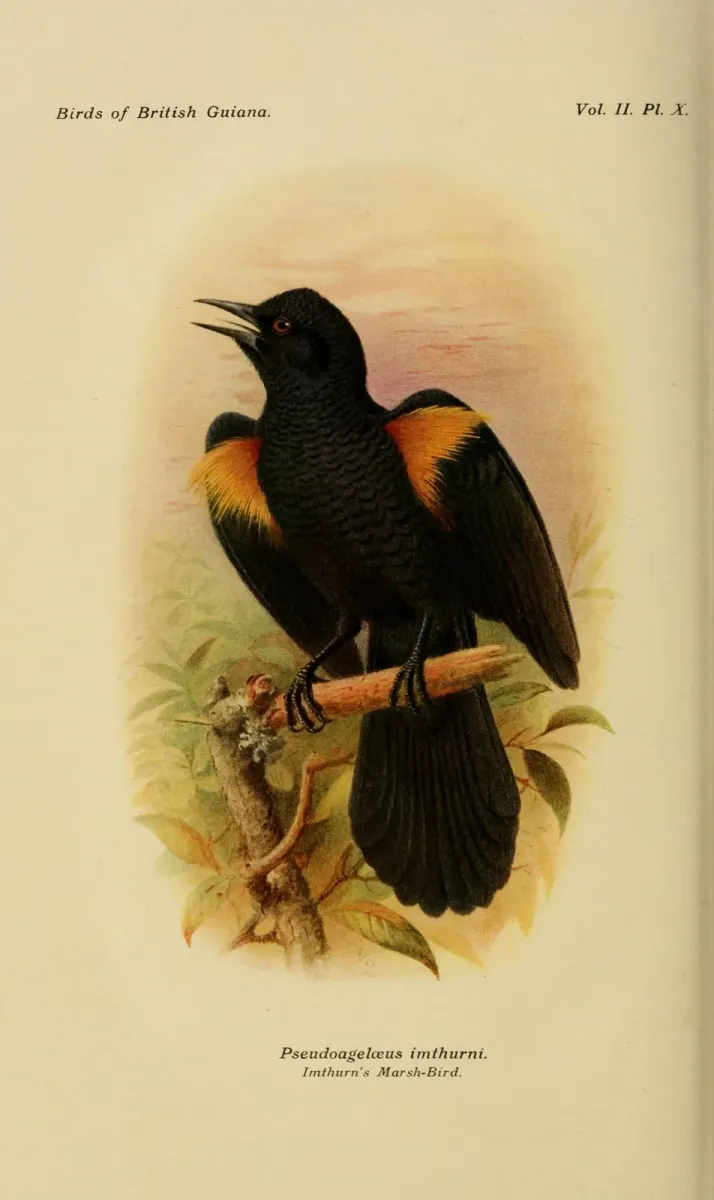 File:The birds of British Guiana, vol. 2 (1921), plate 10 (8295082316) Macroagelaius imthurni.jpg
