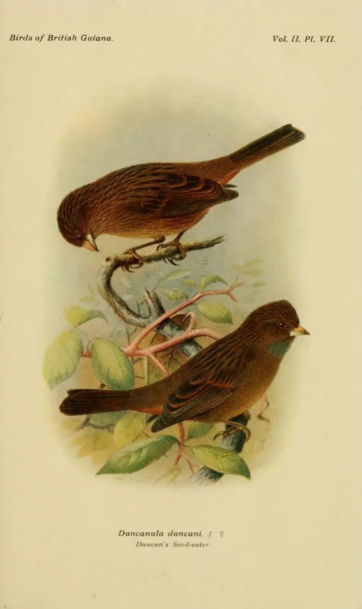 File:The birds of British Guiana, vol. 2 (1921), plate 07 (8294024713) Catamenia homochroa duncani.jpg