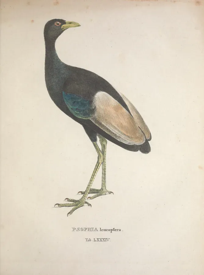 File:Psophia leucoptera Spix Avium Species Novae.jpg