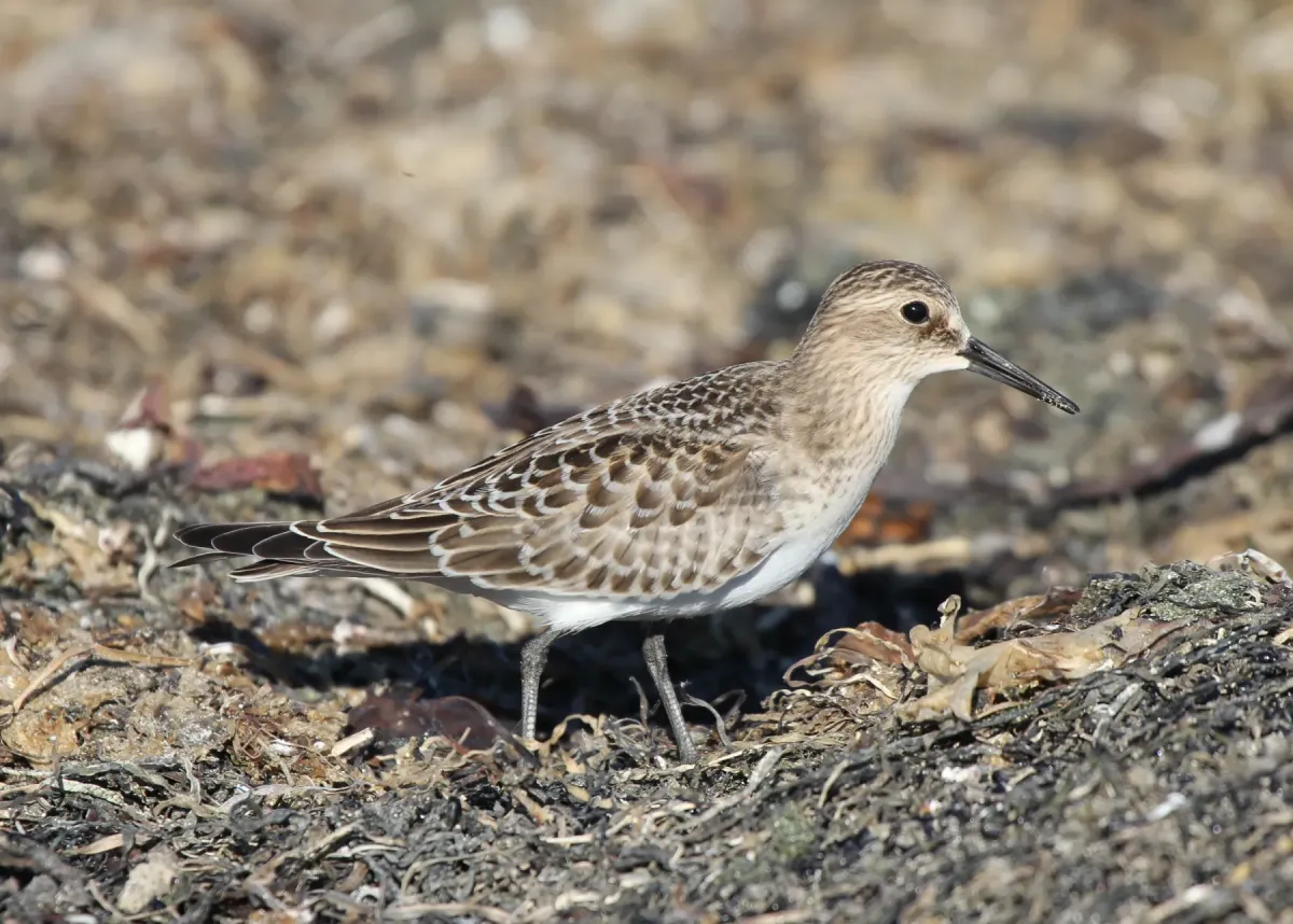 File:Calidris bairdii, Pillar Point Harbor, California 1.jpg